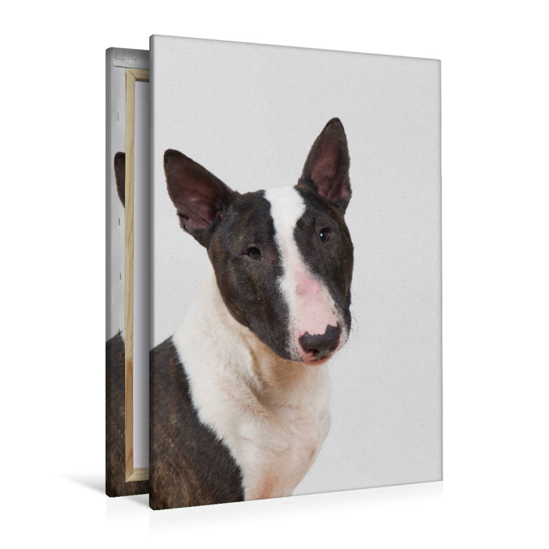 Mini Bullterrier