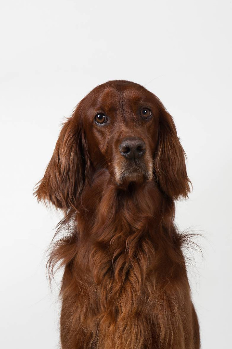 Irish Setter