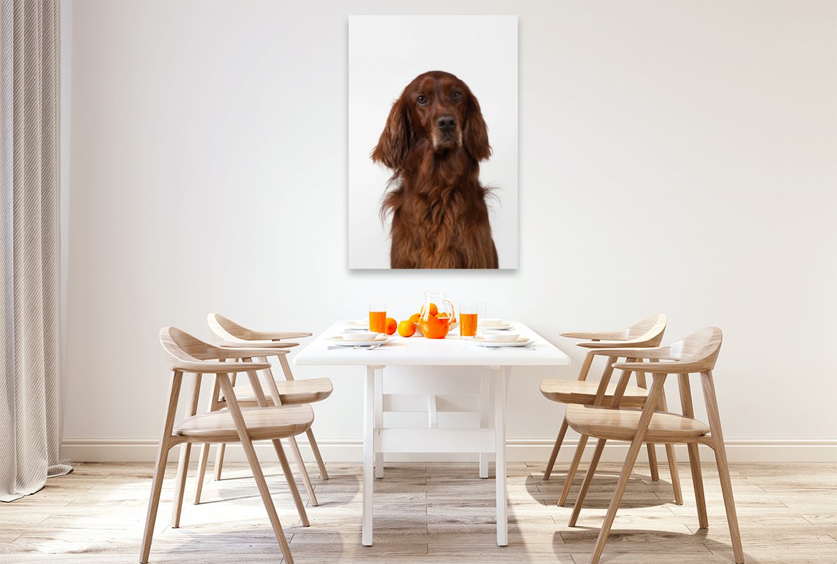 Irish Setter