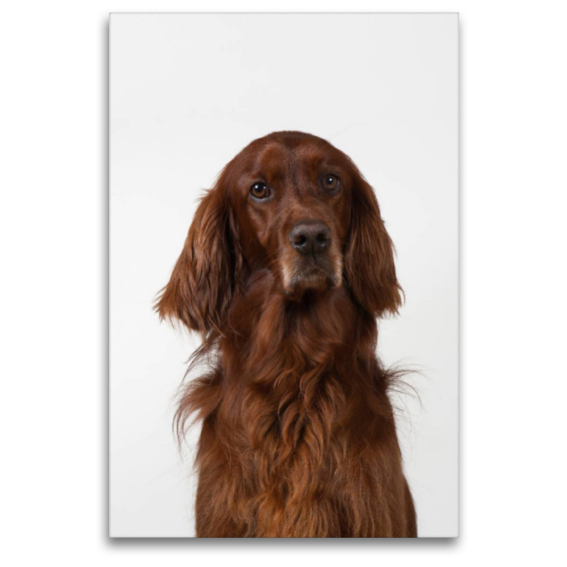 Irish Setter