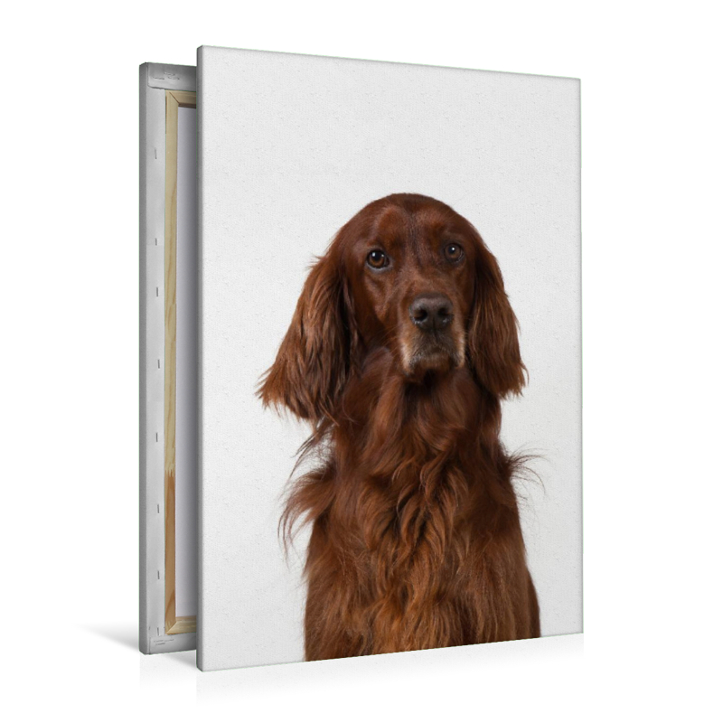 Irish Setter