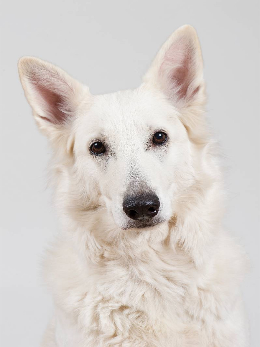 Berger Blanc Suisse