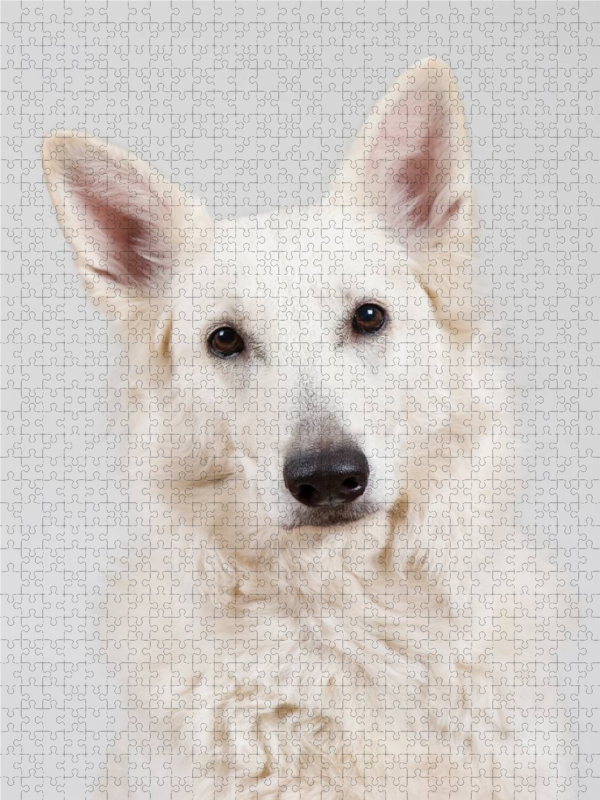 Berger Blanc Suisse