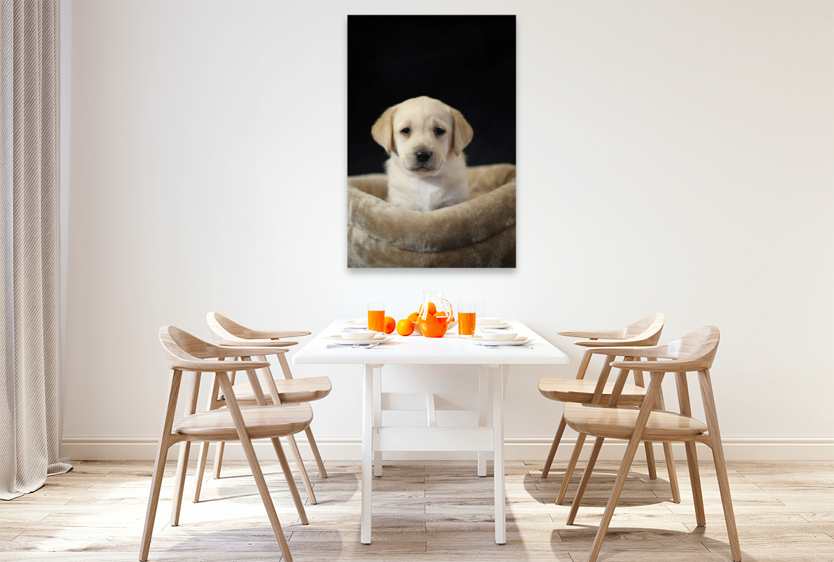 Knuffiger Labrador Welpe