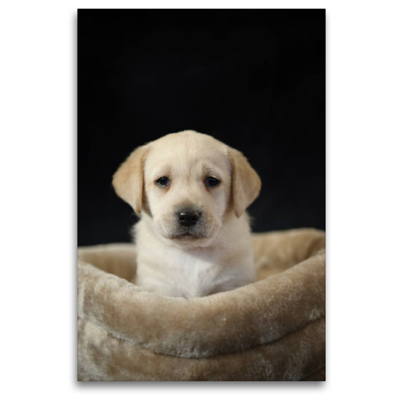 Knuffiger Labrador Welpe