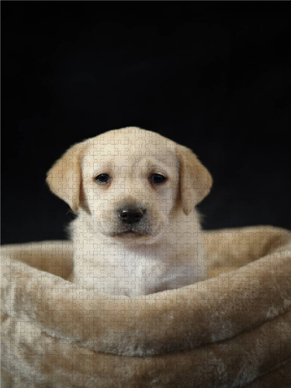 Knuffiger Labrador Welpe