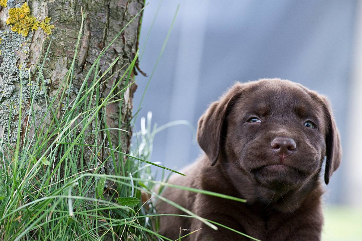 Brauner Labrador Welpe