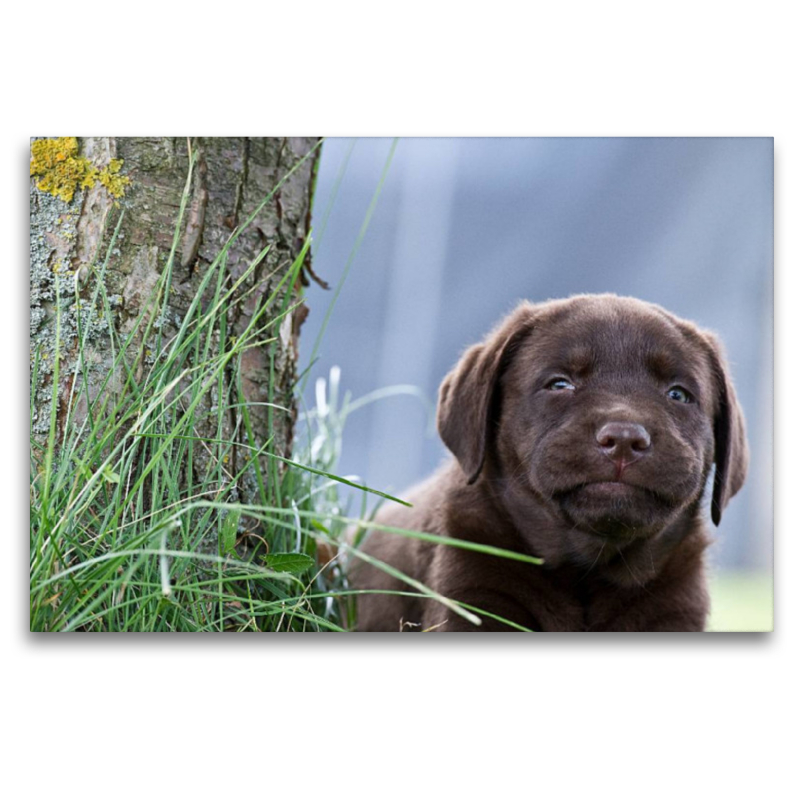 Brauner Labrador Welpe