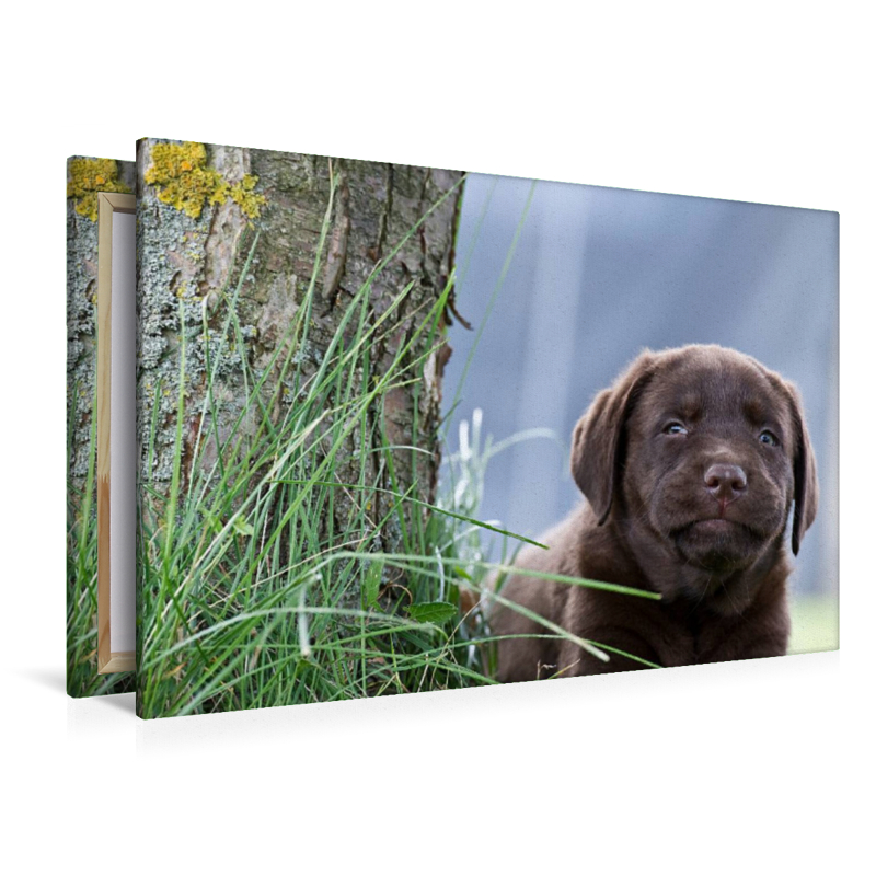 Brauner Labrador Welpe