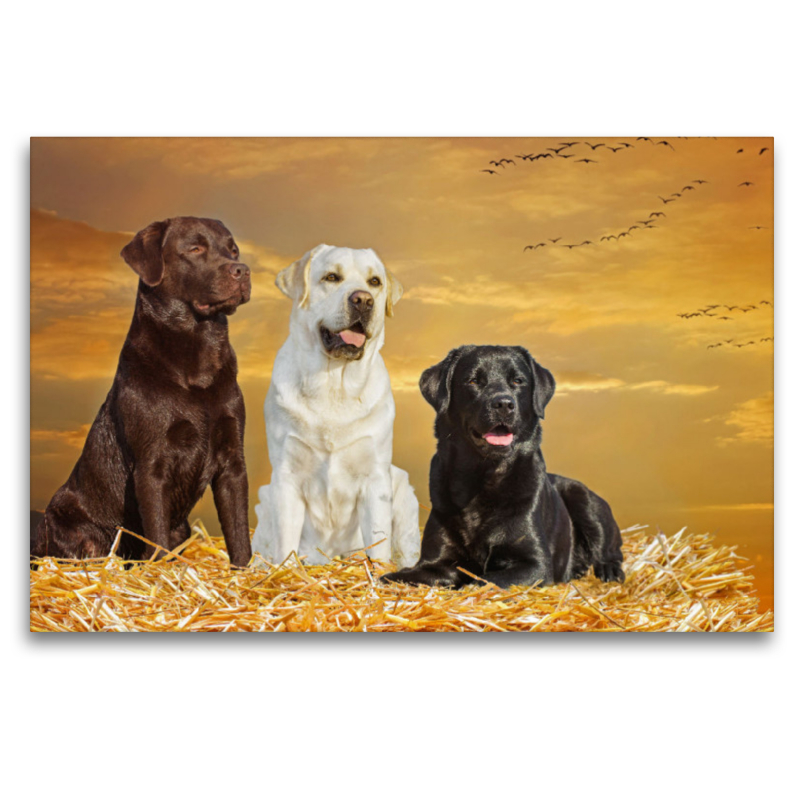 Ein Motiv aus dem Kalender Labrador Retriever - Ein Freund für´s Leben