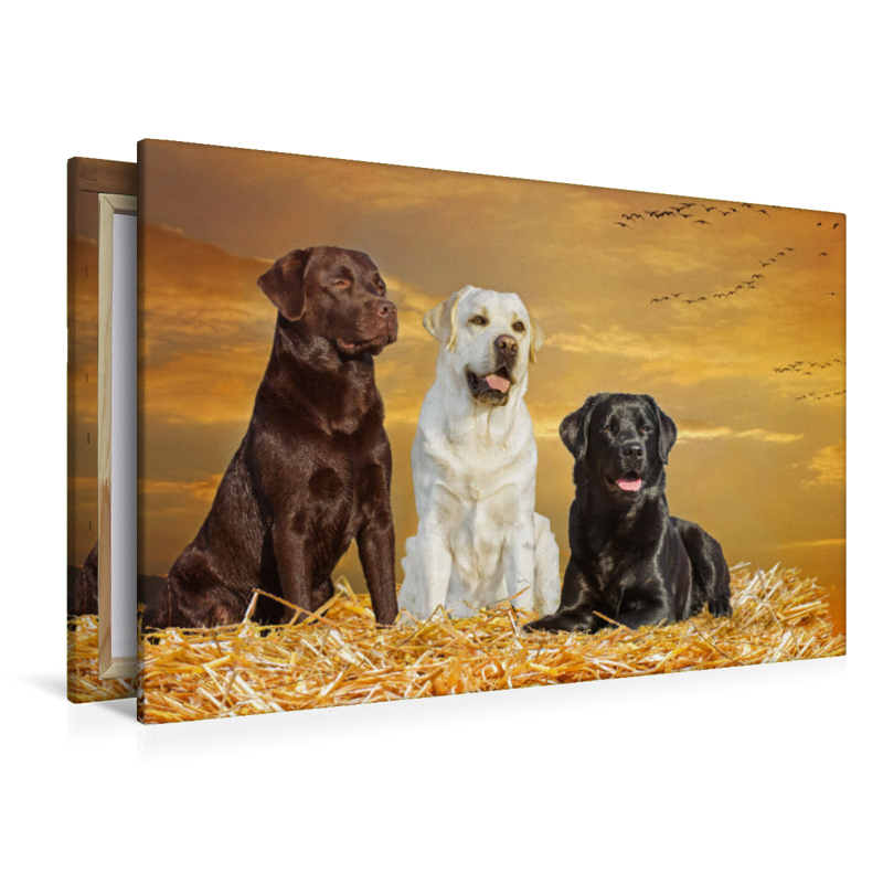 Ein Motiv aus dem Kalender Labrador Retriever - Ein Freund für´s Leben