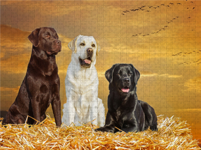 Ein Motiv aus dem Kalender Labrador Retriever - Ein Freund für´s Leben