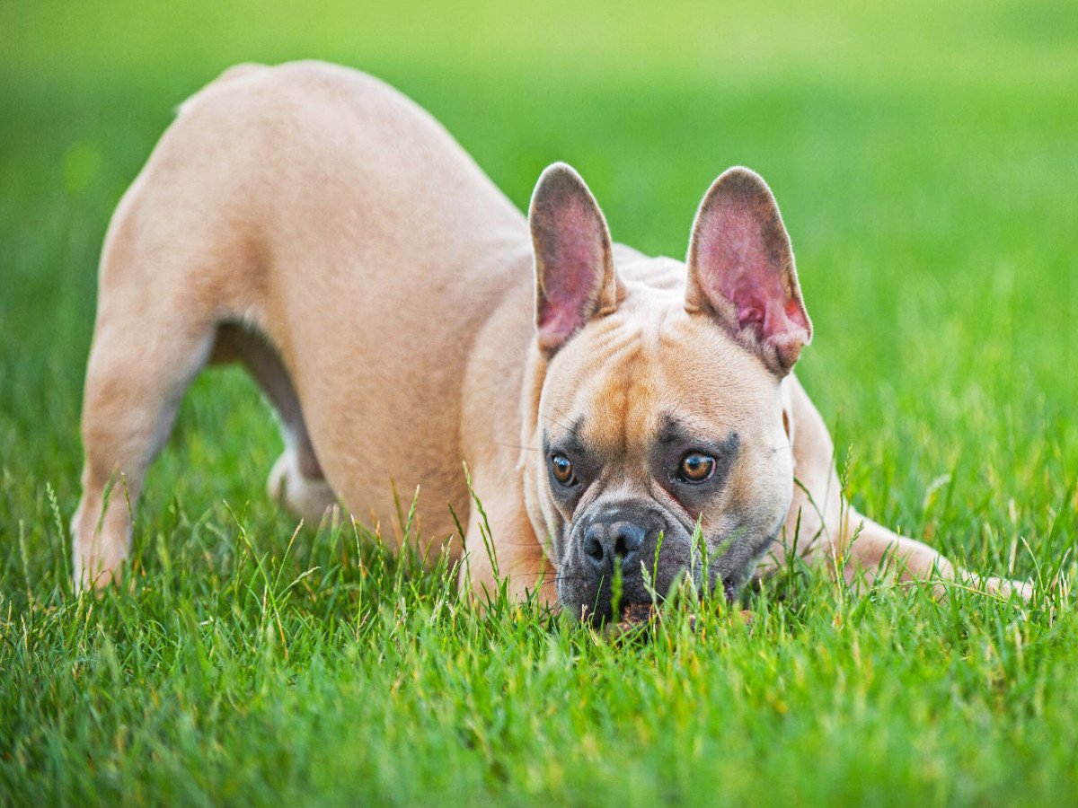 Ein Motiv aus dem Kalender Französische Bulldogge - Kleine Helden auf vier Pfoten