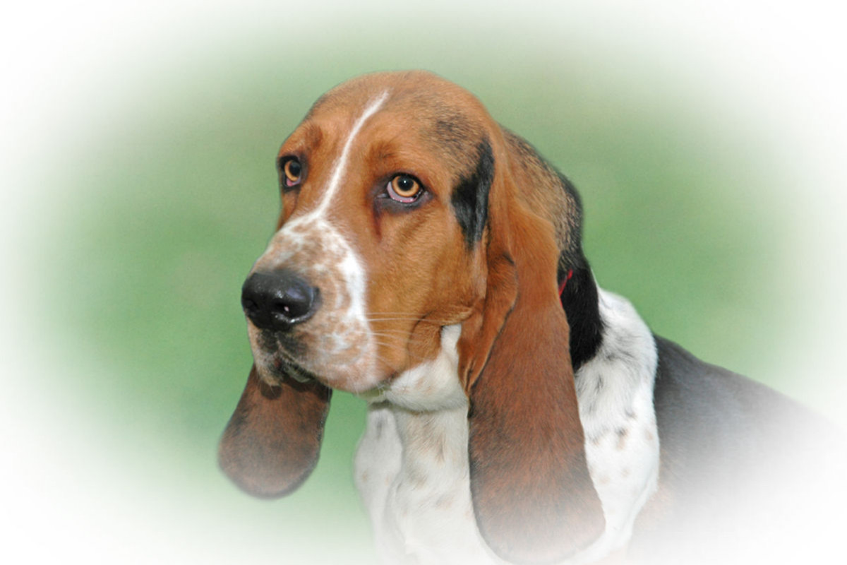 Basset