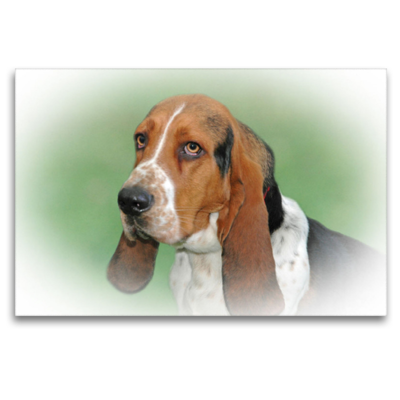 Basset