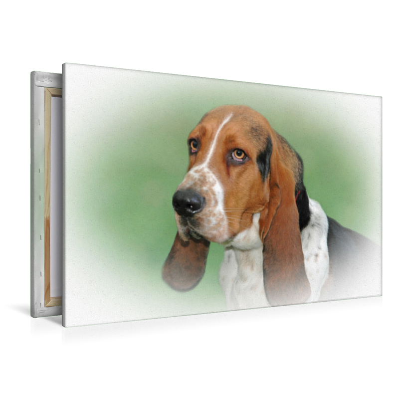 Basset