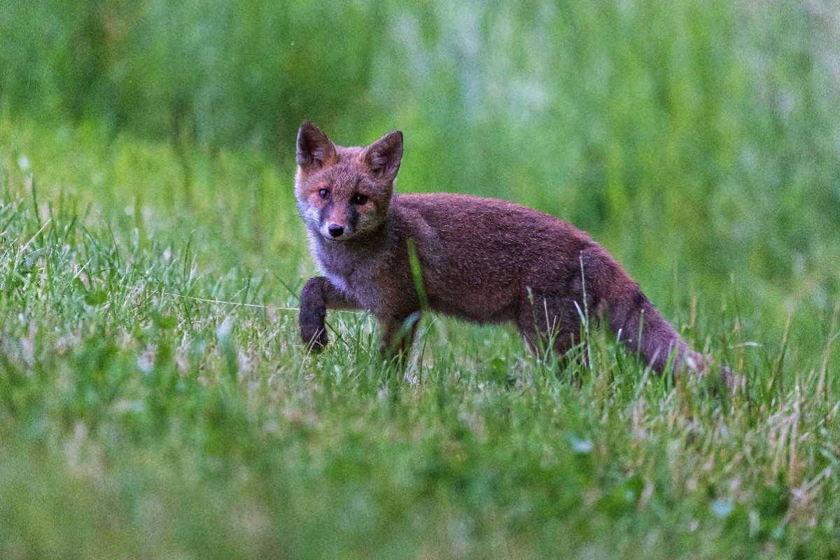 Junger Rotfuchs