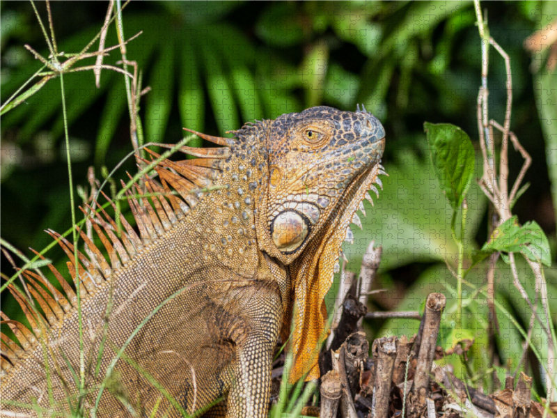 Grüner Leguan