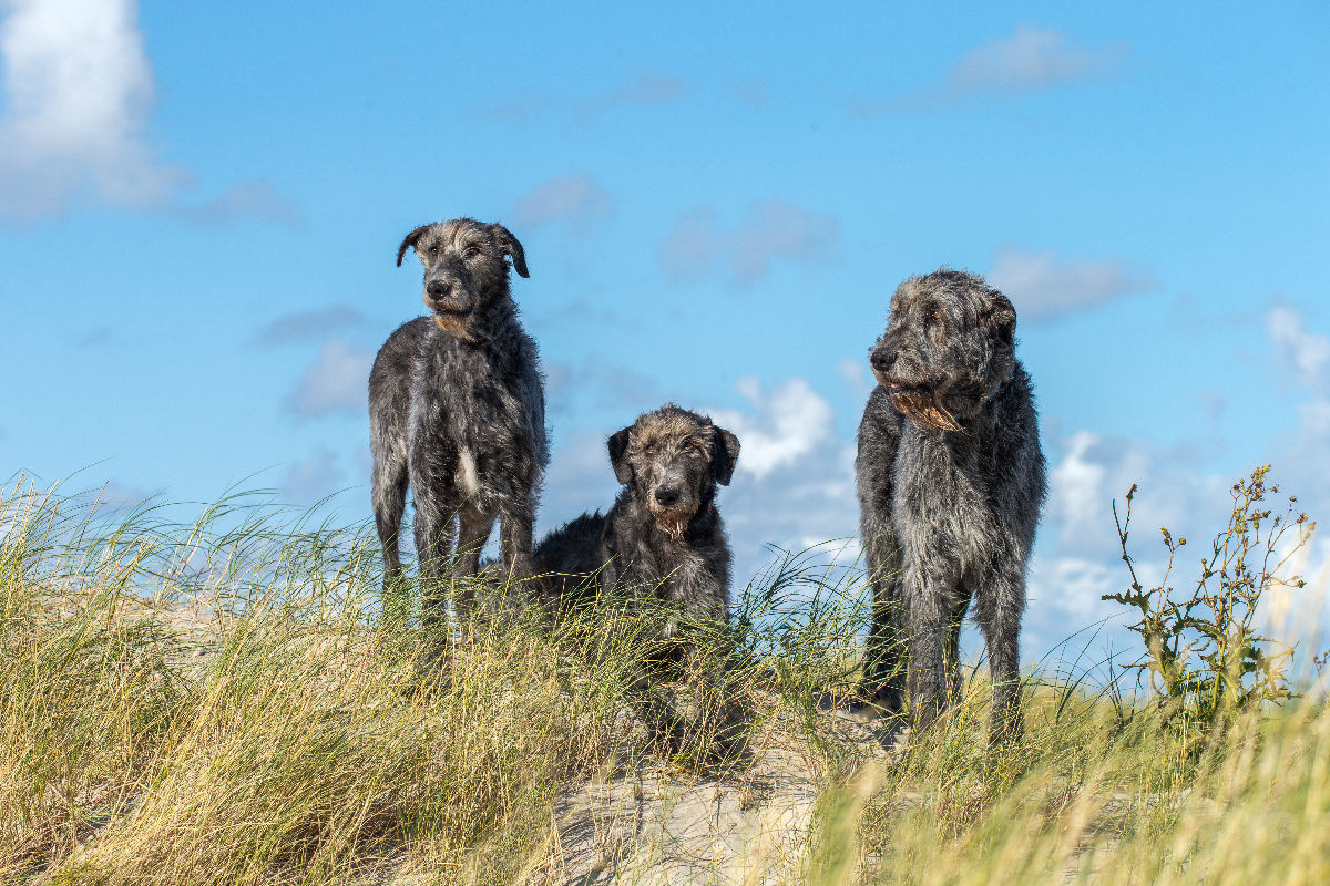 Drei Irische Wolfshunde auf einer Düne in Sankt Peter-Ording