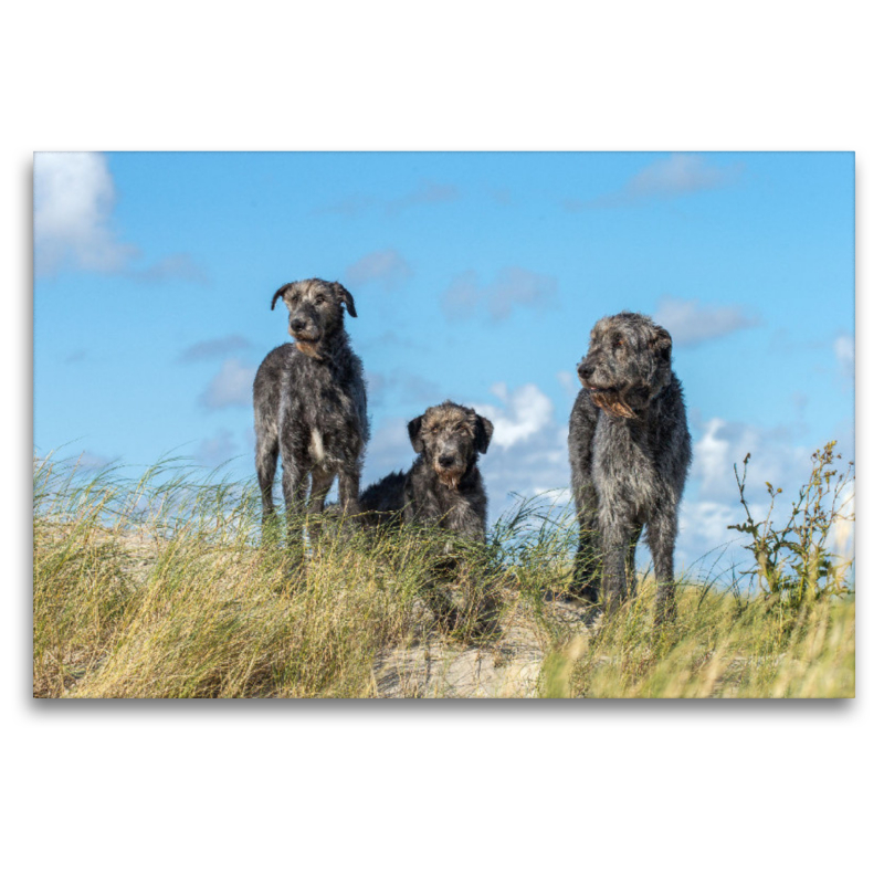 Drei Irische Wolfshunde auf einer Düne in Sankt Peter-Ording