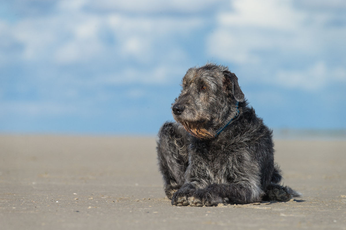 Irischer Wolfshund liegt entspannt in der Sonne am Strand