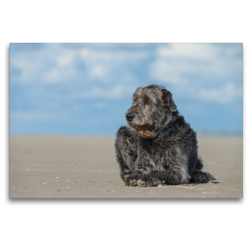 Irischer Wolfshund liegt entspannt in der Sonne am Strand