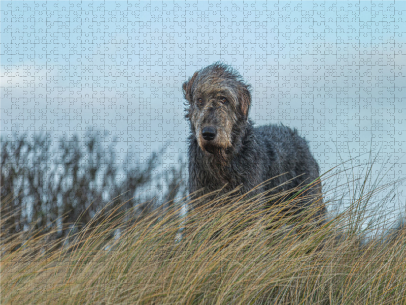 Irischer Wolfshund blickt von einer Düne in einer Heidelandschaft