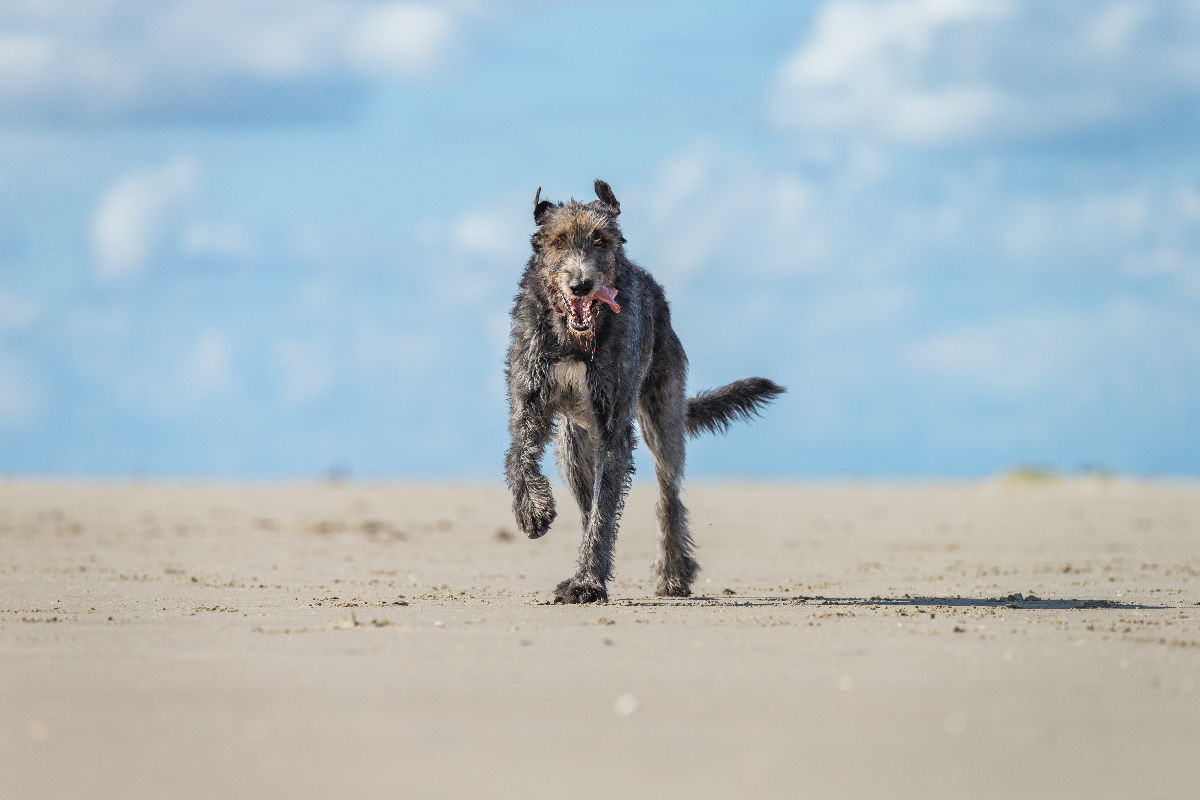 Irischer Wolfshund hat Spaß am Strand