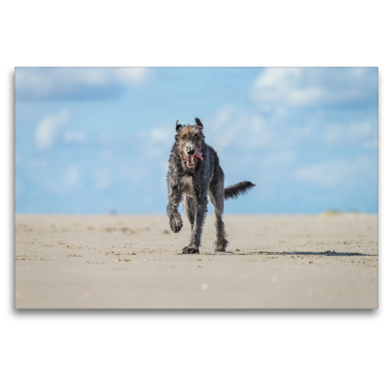 Irischer Wolfshund hat Spaß am Strand