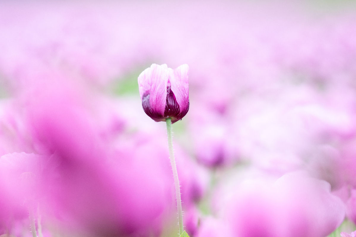 Blaumohn Blüte im Blütenmeer