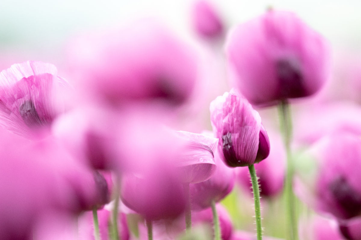 Blaumohn Blüte im Blütenmeer