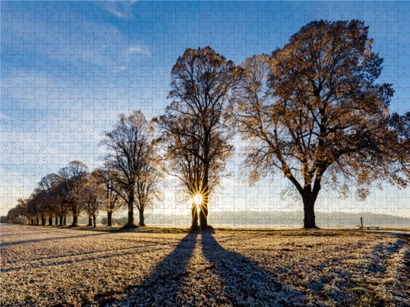 Lindenallee im Winter