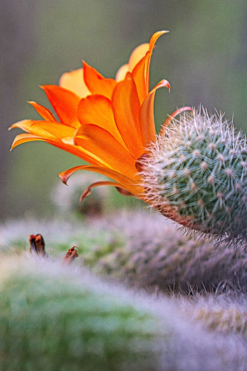 Orange Kakteenblüte