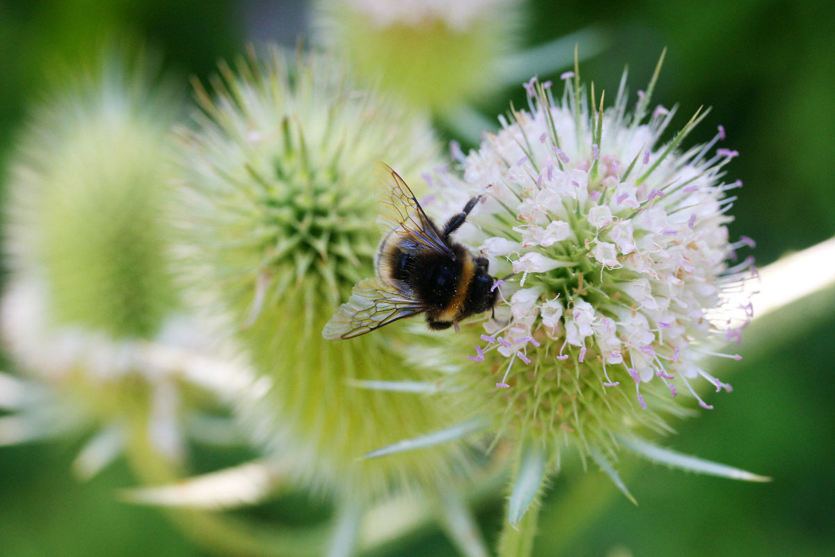 Wilde Karde, Dipsacus fullonum