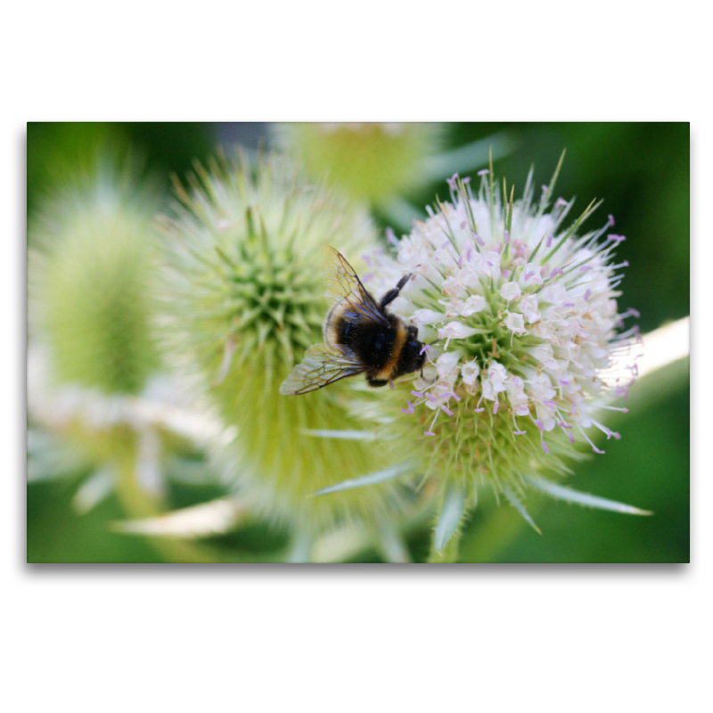 Wilde Karde, Dipsacus fullonum