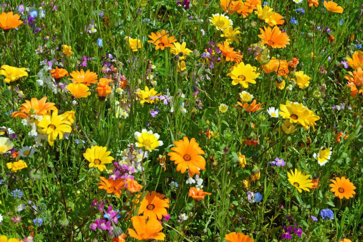 Ringelblumenwiese