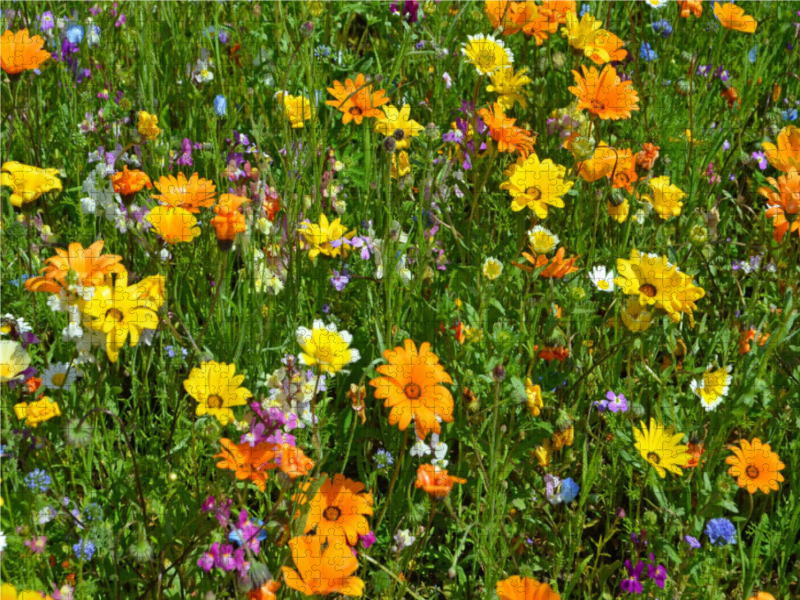 Ringelblumenwiese