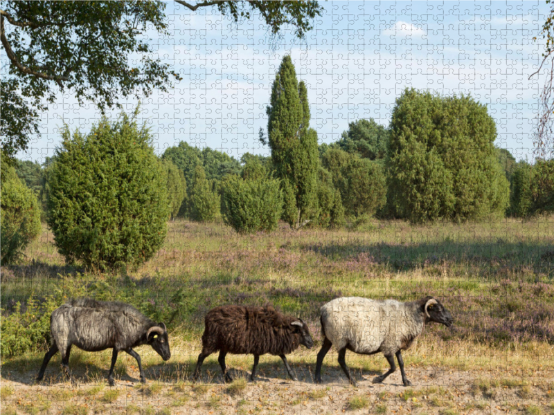 Heidschnucken unterwegs