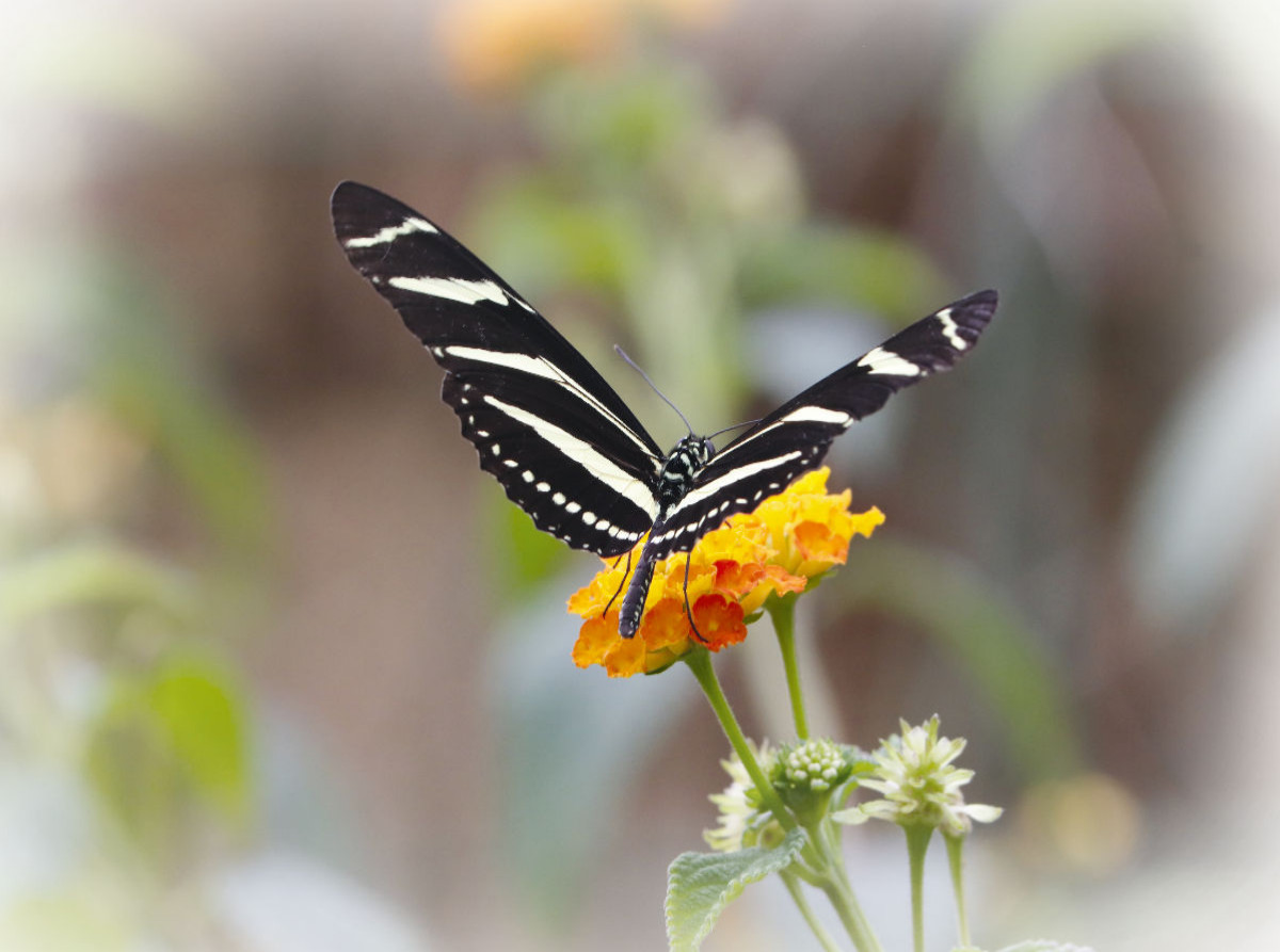 Zebrafalter (Heliconius charitonius)