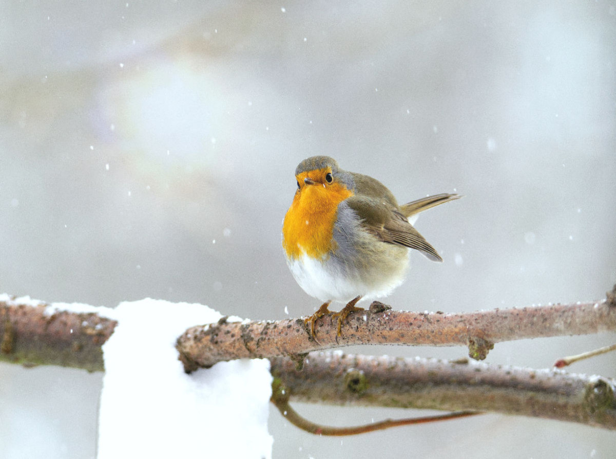 Rotkehlchen im Winter