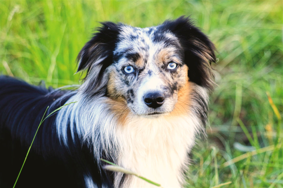 Mini Australian Shepherd