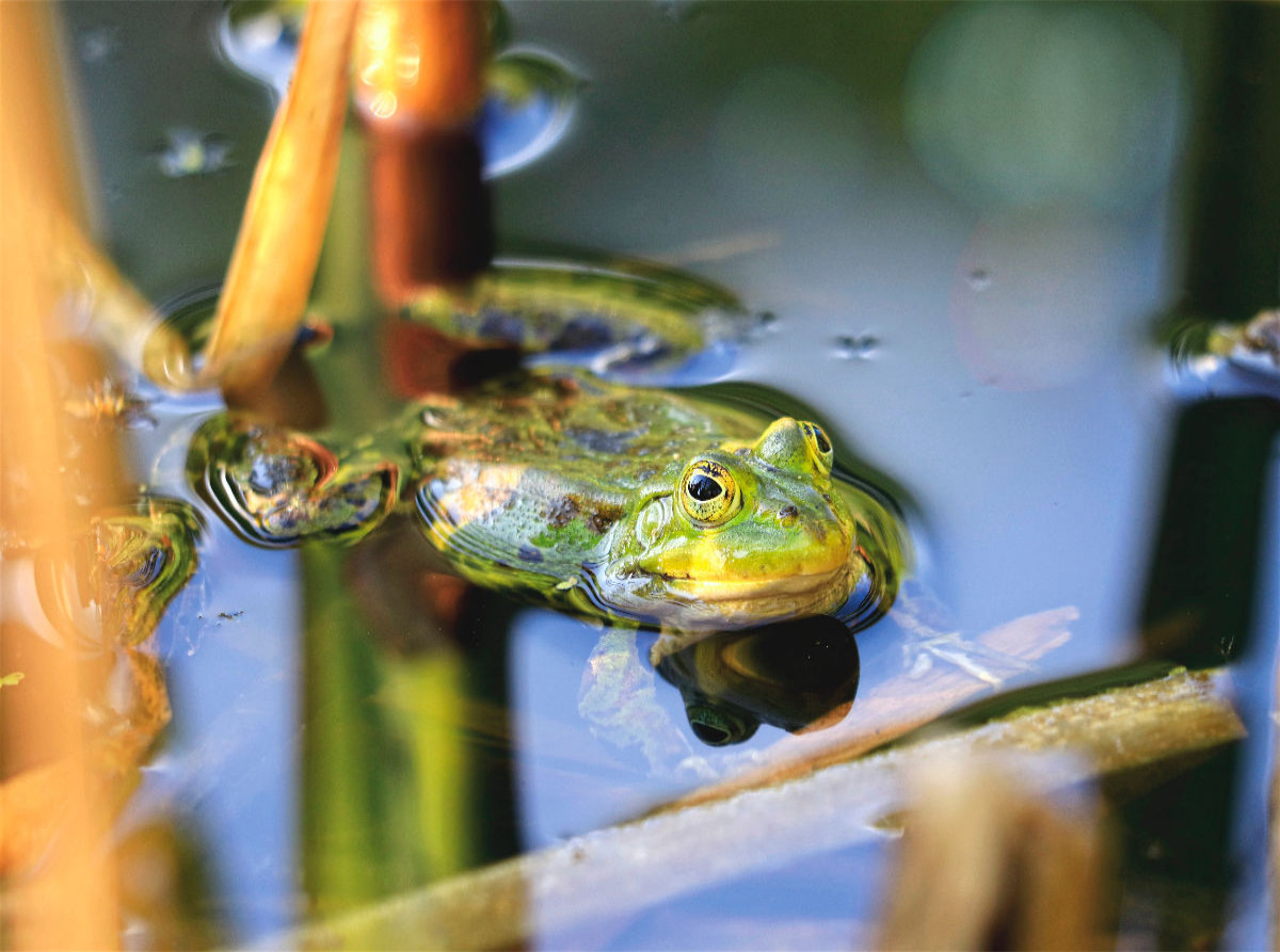 Teichfrosch