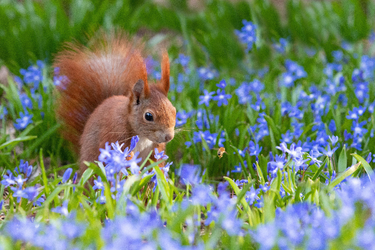 Hörnchen trifft Biene