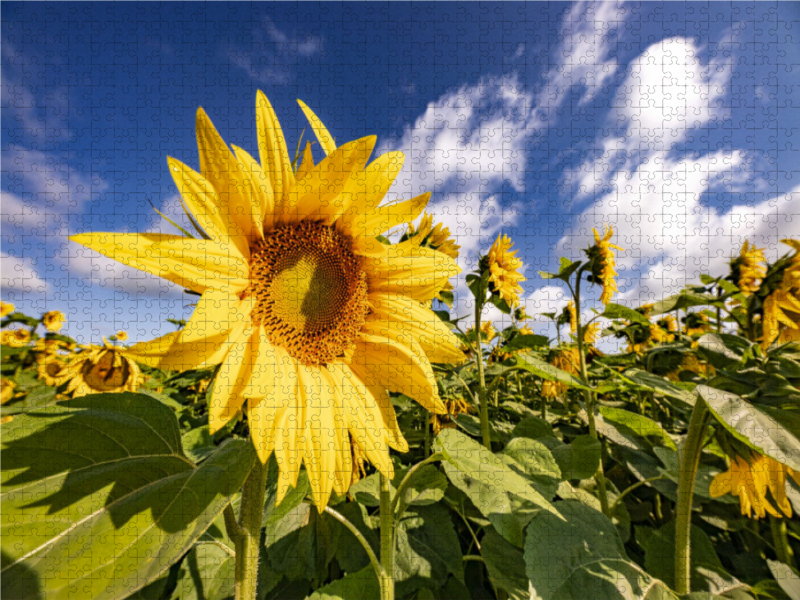 Sonnenanbeter bei Billigheim