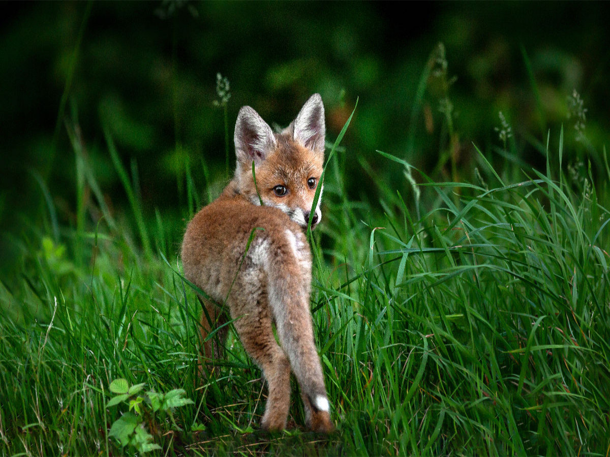 Junger Fuchs, Schinznach-Bad