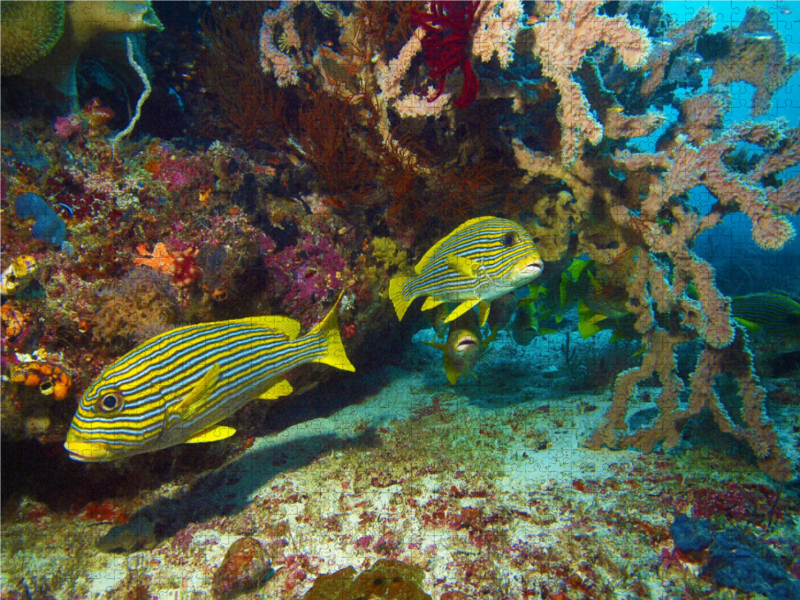 Süßlippen im Korallenriff  Raja Ampat