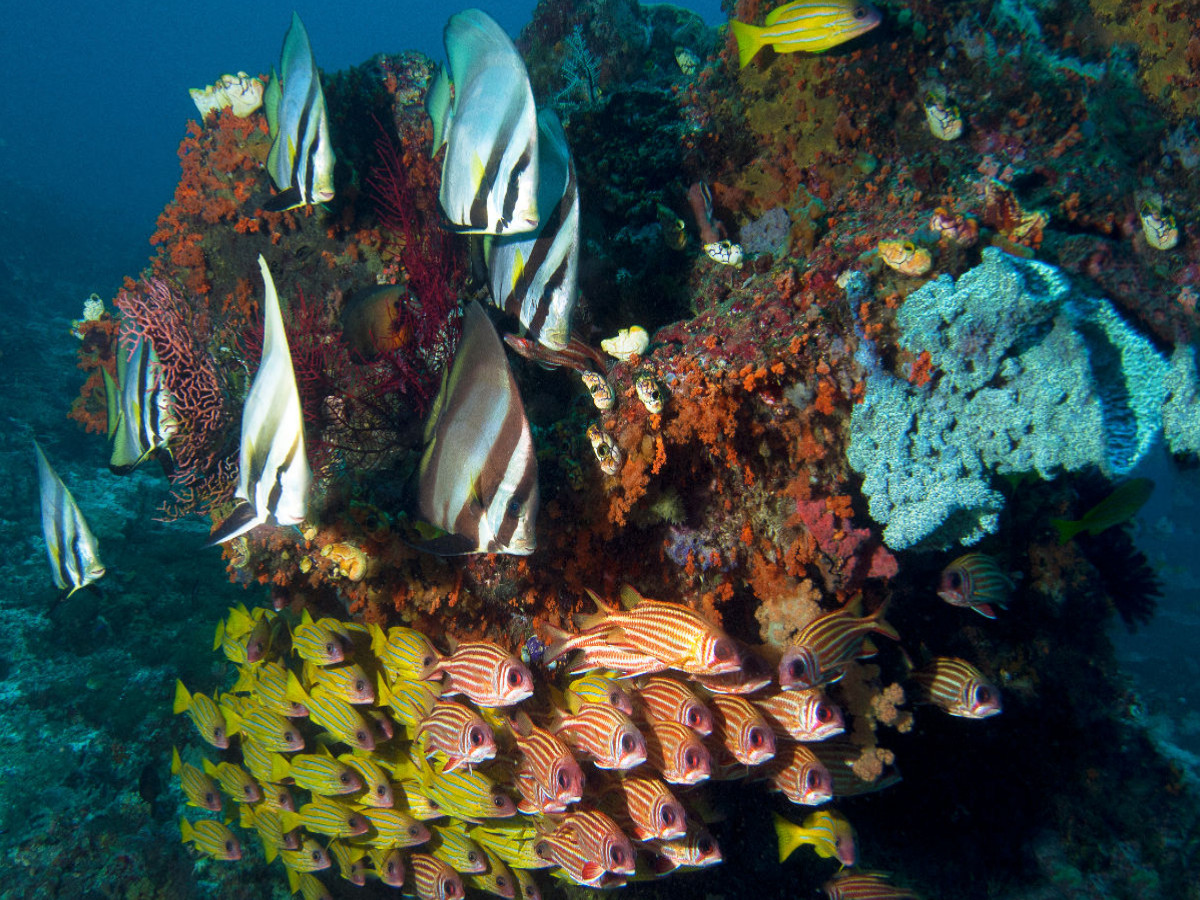 Unterwasserwelt - Fischschwarm  Raja Ampat