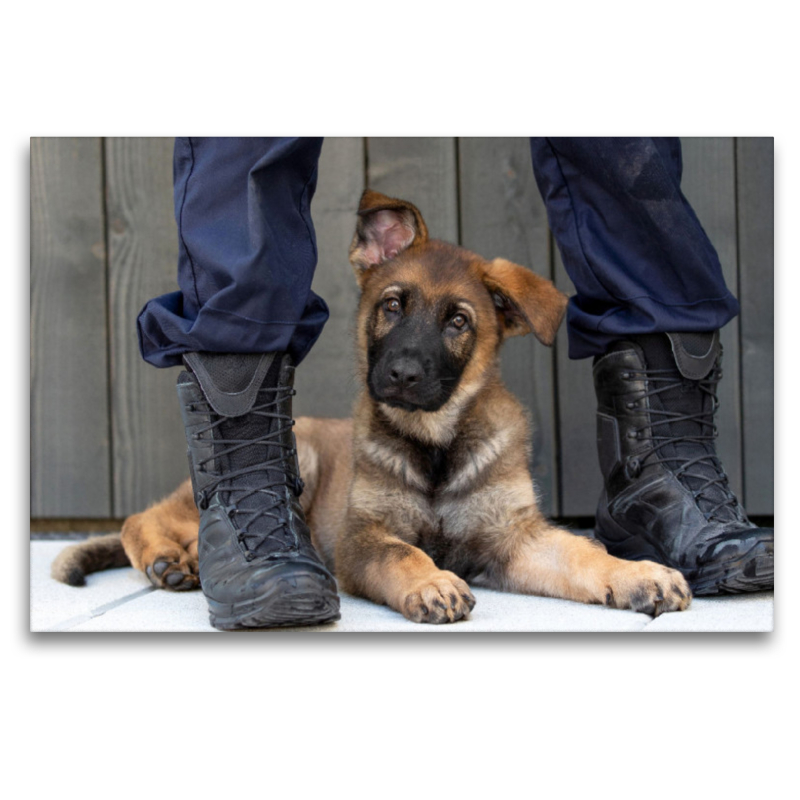 Ein Motiv aus dem Kalender Little Police Dogs