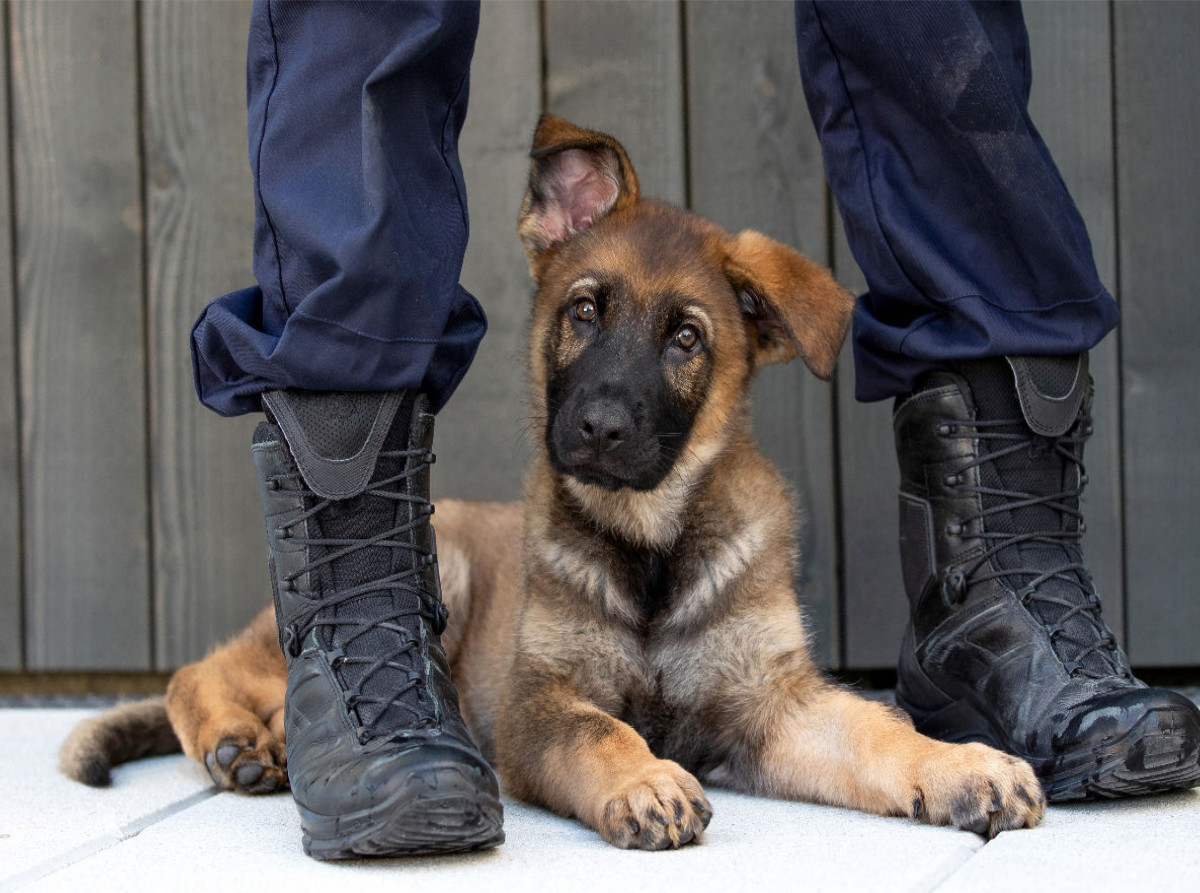 Ein Motiv aus dem Kalender Little Police Dogs