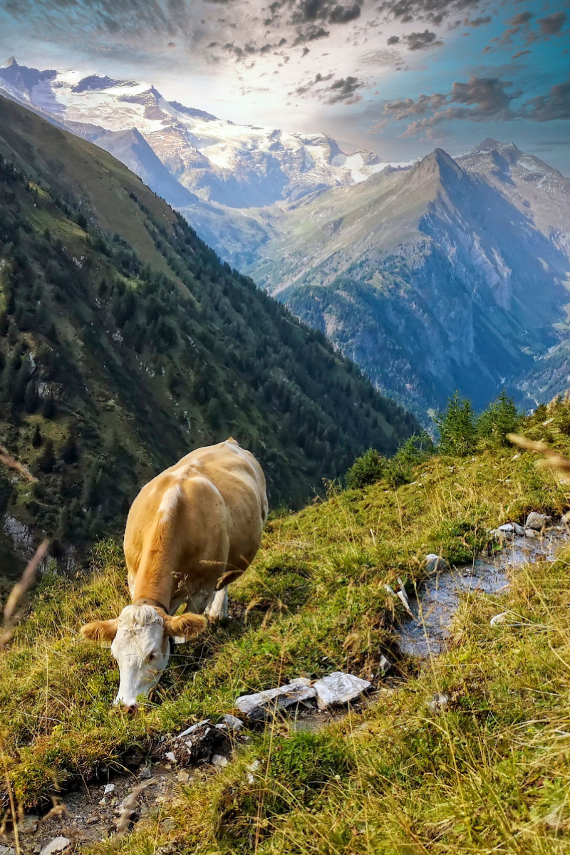 Glückliche Kuh auf ihrer Weide